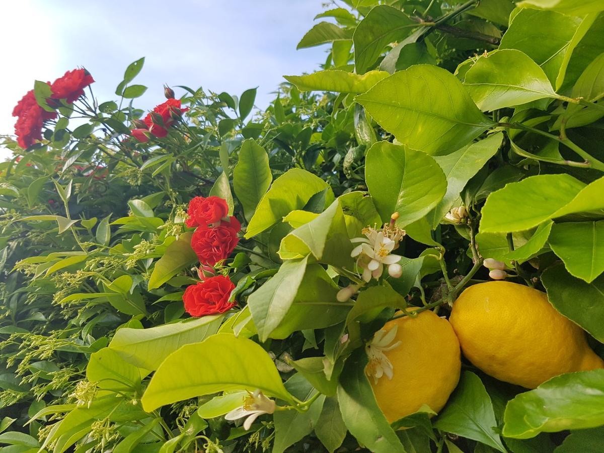 Tenuta Il Risveglio Farm stay Imperia